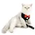 HausPets Harnais Chat Chien Nœud Papillon Maille Anti-Fugue Noir S HausPets Harnais Chat Chien Nœud Papillon Maille Anti-Fugue Noir S