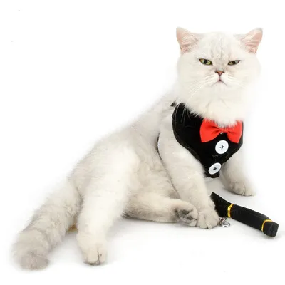 HausPets Harnais Chat Chien Nœud Papillon Maille Anti-Fugue Noir S HausPets Harnais Chat Chien Nœud Papillon Maille Anti-Fugue Noir S
