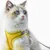 HausPets Harnais Chat Veste Maille Réglable Laisse 150cm Sécuritaire