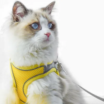 HausPets Harnais Chat Veste Maille Réglable Laisse 150cm Sécuritaire