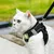HausPets Harnais Chat Anti-Évasion Réfléchissant Respirant Noir S