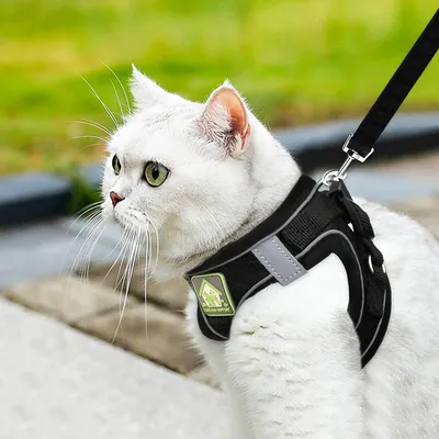 HausPets Harnais Chat Anti-Évasion Réfléchissant Respirant Noir S