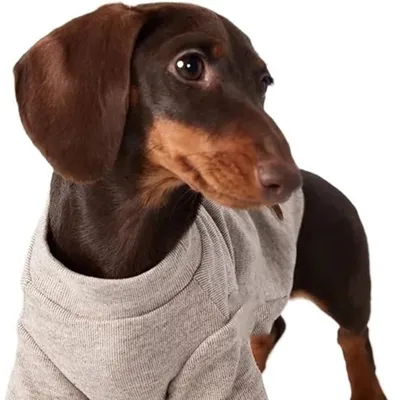 HausPets Suéter suave para perro/gato, talla S HausPets Suéter suave para perro/gato, talla S