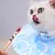 HausPets Elizabeth Halsband für Hunde und Katzen HausPets Elizabeth Halsband für Hunde und Katzen