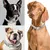 HausPets Edelstahl Halsband Hund 316L 15mm silber 45cm HausPets Edelstahl Halsband Hund 316L 15mm silber 45cm