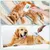 Brosse Chiens Chats, Brosse Épiler Animaux Compagnie, Toilettage Clic Poils Brosse Chiens Chats, Brosse Épiler Animaux Compagnie, Toilettage Clic Poils