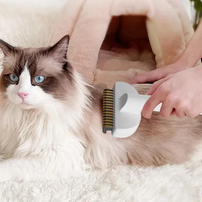 Brosse toilettage toilettage animaux compagnie poils Outil massage chiens Brosse toilettage toilettage animaux compagnie poils Outil massage chiens