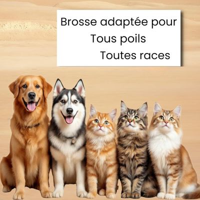 HausPets Brosse double lame pro sous-poil nœuds