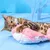 HausPets poisson électrique oscillant USB chat chien interactif Rose HausPets poisson électrique oscillant USB chat chien interactif Rose