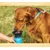 HausPets gourde chien 0 5 L bol intégré voyage couleur aléatoire