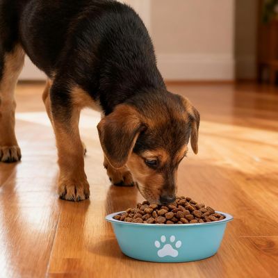 HausPets Lot de 2 Gamelles Inox Antidérapantes pour Chien et Chat
