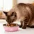 HausPets Lot de 2 Gamelles Inox Antidérapantes pour Chien et Chat HausPets Lot de 2 Gamelles Inox Antidérapantes pour Chien et Chat