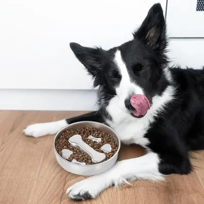 HausPets Gamelle Anti-Glouton Acier Inoxydable pour Chien et Chat