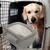 HausPets lot 2 gamelles chien cage anti déversement petits chiens gris