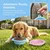 HausPets lot 2 gamelles pliables chien chat anti glouton antidérapantes
