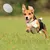 HausPets bol chien pliable couvercle hauteur réglable léger rando camping