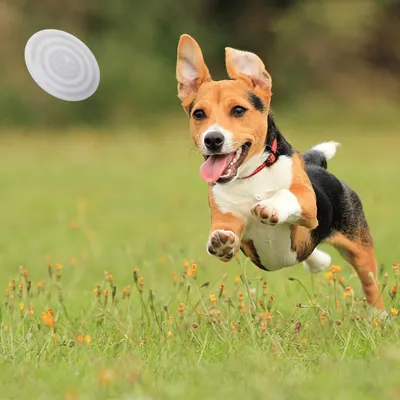 HausPets bol chien pliable couvercle hauteur réglable léger rando camping