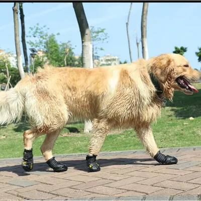 HausPets Botas de protección Black Dog #8