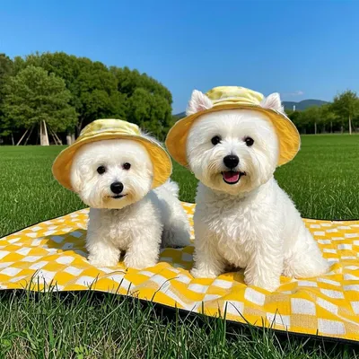 HausPets Sonnenhut Hund Katze Ohren Größe S Gelb HausPets Sonnenhut Hund Katze Ohren Größe S Gelb