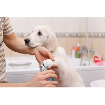 Coupe ongles animaux sécurité anti surcoupe avec lime gratuite Coupe ongles animaux sécurité anti surcoupe avec lime gratuite