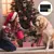 Griffoir chien bois massif boîte friandises 35x25x3 cm Griffoir chien bois massif boîte friandises 35x25x3 cm