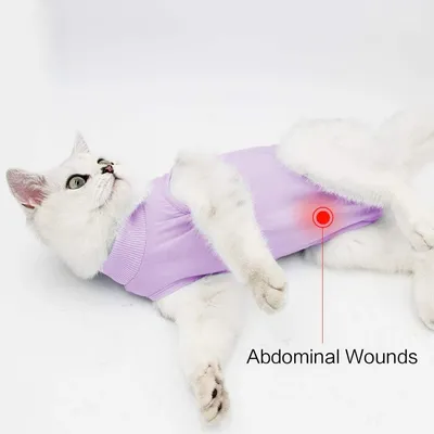 HausPets post-op chat anti-lechage Violet S tour cou 18-22cm HausPets post-op chat anti-lechage Violet S tour cou 18-22cm