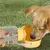 Distributeur eau chien 560ml anti-fuites, léger sans BPA, randonnée parc Distributeur eau chien 560ml anti-fuites, léger sans BPA, randonnée parc