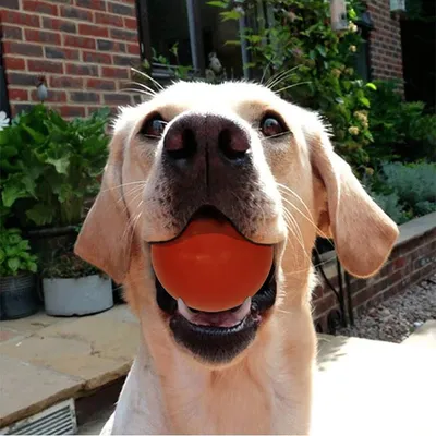 Balle chien indestructible 7 cm rouge, caoutchouc pur, mâcheur