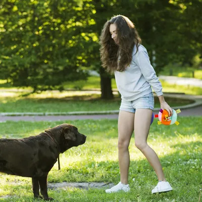 Interaktiver Plüsch-Hundeball,12cm,mit Glöckchen,für kleine bis mittelgroße