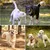 HausPets Paquete de 10 bolas cuerda algodón – Limpiador dental – cachorros HausPets Paquete de 10 bolas cuerda algodón – Limpiador dental – cachorros