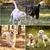 Lot 10 balles corde coton – Nettoie dents – Chiots