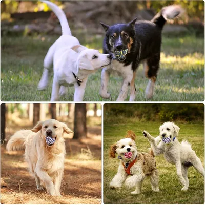 Lot 10 balles corde coton – Nettoie dents – Chiots