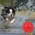 HausPets Pelotas grandes con sonido de 12 cm – Para masticadores agresivos HausPets Pelotas grandes con sonido de 12 cm – Para masticadores agresivos