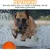 4 balles avec corde – Caoutchouc naturel 5 cm – Tir à la corde