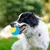 HausPets 3 pelotas chirriantes – Indestructibles – Alta elasticidad