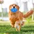 Squeaky Dog Ball, indestructible, hérissé, mâcheur agressif