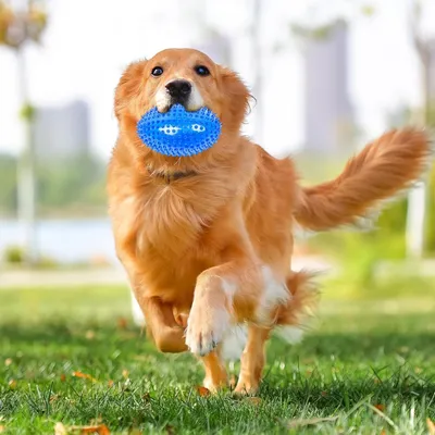 Squeaky Dog Ball, indestructible, hérissé, mâcheur agressif