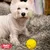 Balle 6,5 cm – Résistante – Jeux actifs – Chiot et petit chien Balle 6,5 cm – Résistante – Jeux actifs – Chiot et petit chien