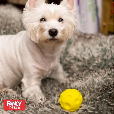 Balle 6,5 cm – Résistante – Jeux actifs – Chiot et petit chien Balle 6,5 cm – Résistante – Jeux actifs – Chiot et petit chien