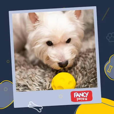 Balle 6,5 cm – Résistante – Jeux actifs – Chiot et petit chien Balle 6,5 cm – Résistante – Jeux actifs – Chiot et petit chien