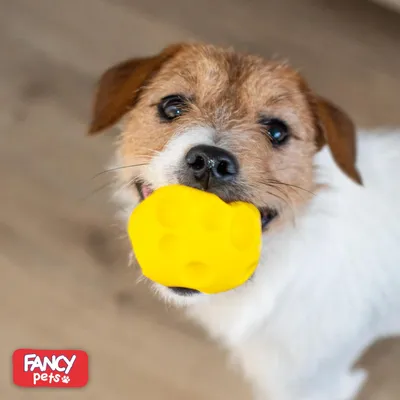 Balle 6,5 cm – Résistante – Jeux actifs – Chiot et petit chien Balle 6,5 cm – Résistante – Jeux actifs – Chiot et petit chien