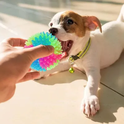4 pièces balle LED qui saute pour chien et chat, amusant