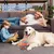 HausPets Pelota goma bicolor – Chirriante, superficie suave texturizada – HausPets Pelota goma bicolor – Chirriante, superficie suave texturizada –