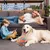 Balle caoutchouc bicolore – Couineuse, picots doux – Résiste Balle caoutchouc bicolore – Couineuse, picots doux – Résiste