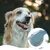 HausPets Laisse Chien Rétractable 3m Antidérapante Marche Camping Course HausPets Laisse Chien Rétractable 3m Antidérapante Marche Camping Course