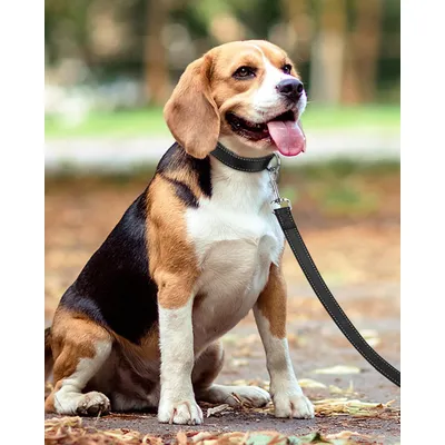 HausPets Laisse Chien Nylon Réfléchissante avec Poignée Confortable HausPets Laisse Chien Nylon Réfléchissante avec Poignée Confortable