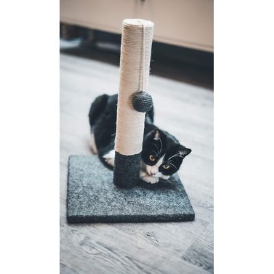 HausPets Laisse Chien Rétractable 3M Rouge Ergonomique Anti-Nœuds