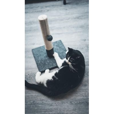 HausPets Laisse Chien Rétractable 3M Rouge Ergonomique Anti-Nœuds