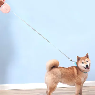 HausPets Laisse Chien Rétractable 5M 50kg Sans Nœuds Blanc HausPets Laisse Chien Rétractable 5M 50kg Sans Nœuds Blanc