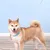 HausPets Laisse Chien Rétractable 5M 50kg Sans Nœuds Blanc HausPets Laisse Chien Rétractable 5M 50kg Sans Nœuds Blanc